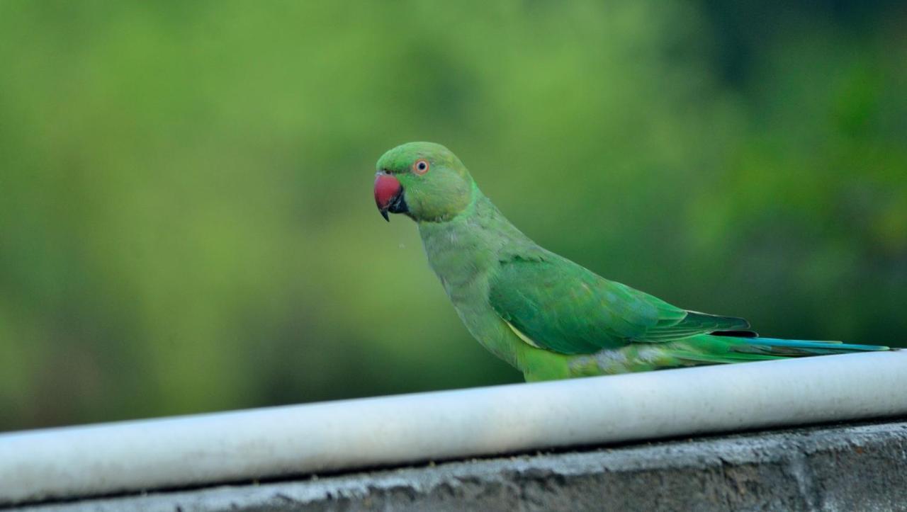 Nature Resort Agra  Buitenkant foto